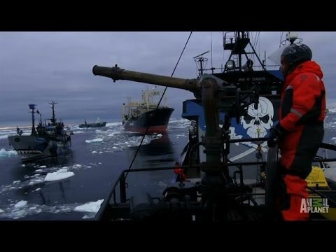 Ships Collide in Final Confrontation | Whale Wars