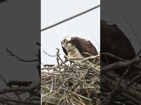 Osprey working on nest 🪹
