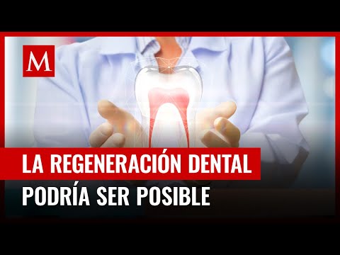 ¿Adiós a los implantes? Analizan fármaco que regenera los dientes y así es como funcionaría